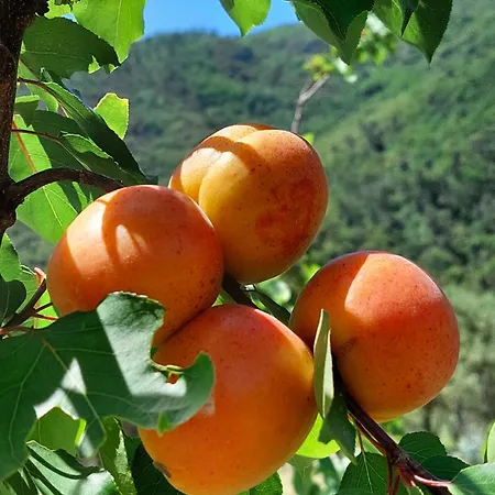 Casacirio Agroturismo Rialto